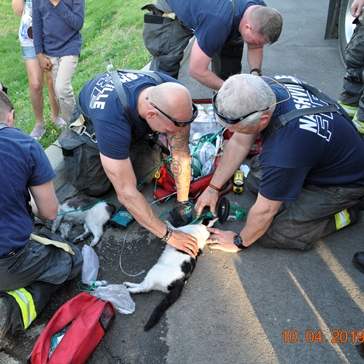 Firefighters Help Cats at a Fire