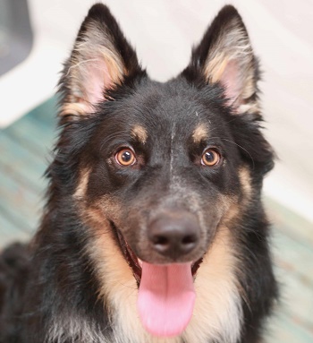 Turo, dog at Metro Animal Care and Control