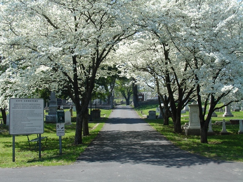 Cemetery path with overhanging trees