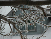 Ice on tree