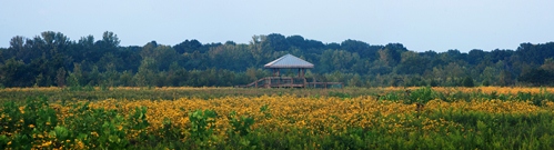 Shelby Bottoms Wildflower Panorama by James Fullerton