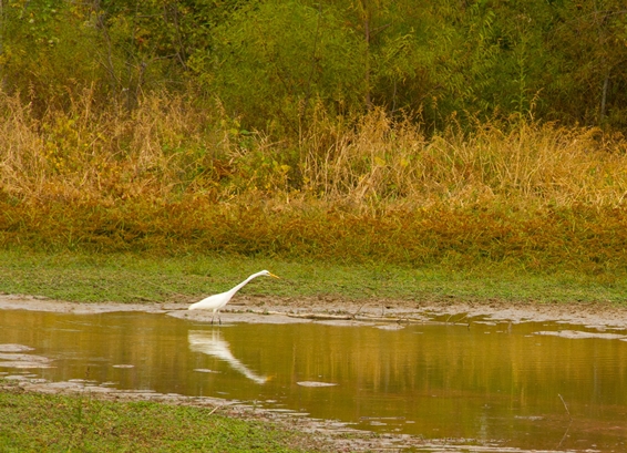 Egret at wildlife pond by James Fullerton