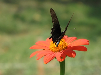 Butterfly on flower by Katy Hea