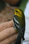black-throated green warbler in hand