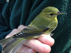 green bird with black tail feathers and sharp beak being held between fingers