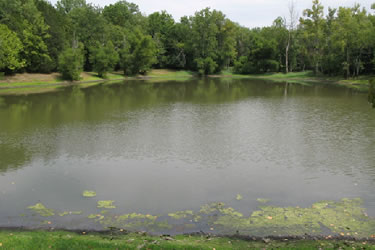 Willow Pond in Percy Warner Park