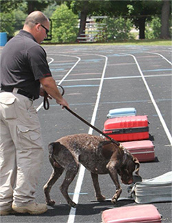 explosive detector canine