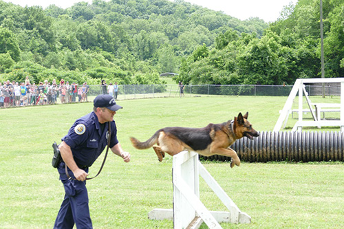 canine agility training