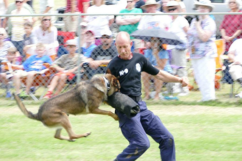 canine apprehends during training