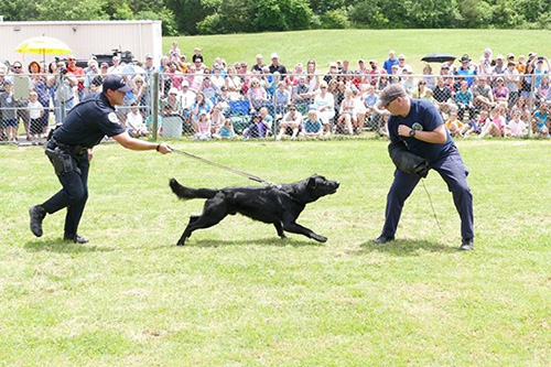 canine handler protection exercise