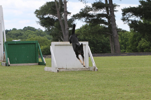 canine hurdle jumping