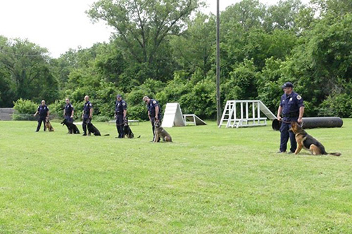 Canine teams performing demonstration